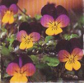 JT Kräuter Stiefmütterchen.jpg